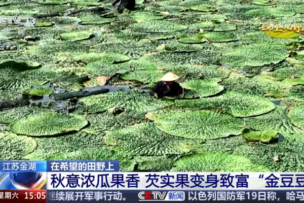 央视、新华日报持续报道金湖芡实产业情况， 我院良种、良法提供关键科技支撑