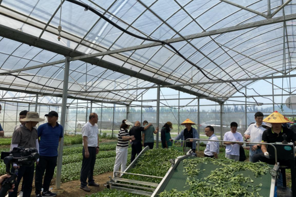 鸡毛菜全程机械化机收现场会在西山新丰现代农业园举办