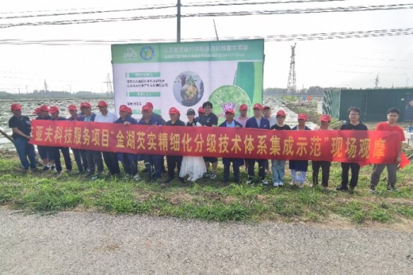 亚夫科技服务项目“金湖芡实精细化分级技术体系集成示范”技术观摩活动成功举办