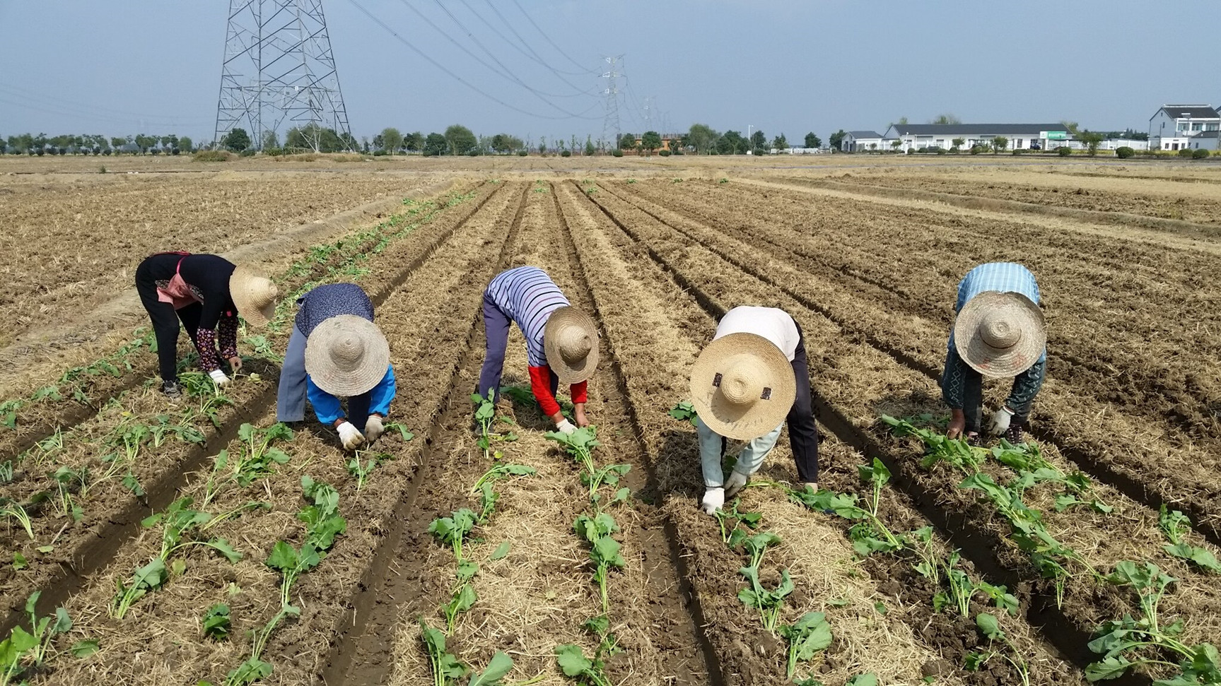 亲子活动-【五一|自然之家】收油菜，打菜籽、榨菜油、识古法榨油秘密，观油辨油,夏日必备万能紫草膏——趣趣与你“油”戏一夏（金山,自驾）