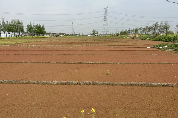 太湖湿地农业区生物多样性农业（绿萍还田） 现场会在常熟蒋巷村成功举办