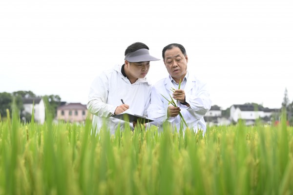 《农民日报》丰收节特刊报道我院董明辉研究员田间科研身影